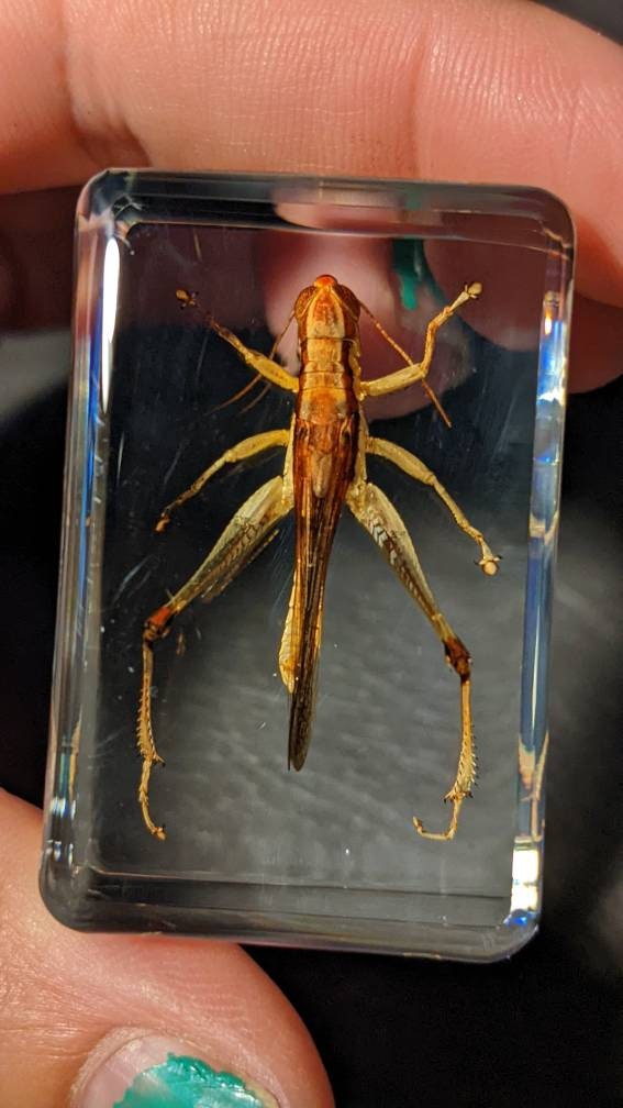 Real Grasshopper, Preserved in Resin, Collectible Modern Fossil