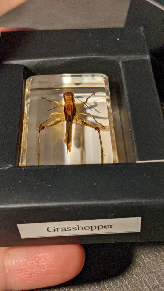 Real Grasshopper, Preserved in Resin, Collectible Modern Fossil