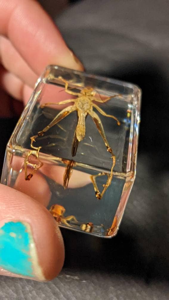 Real Grasshopper, Preserved in Resin, Collectible Modern Fossil