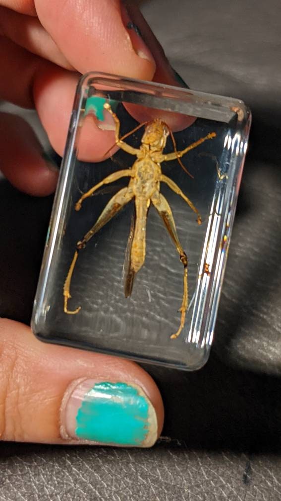 Real Grasshopper, Preserved in Resin, Collectible Modern Fossil