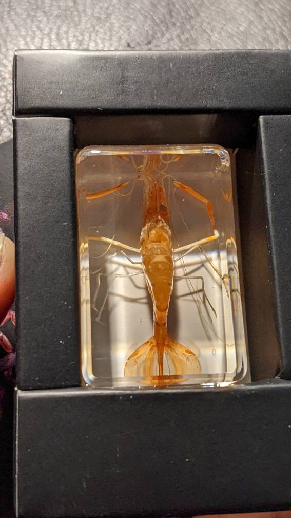 Real Shrimp, Preserved in Resin, Collectible Modern Fossil