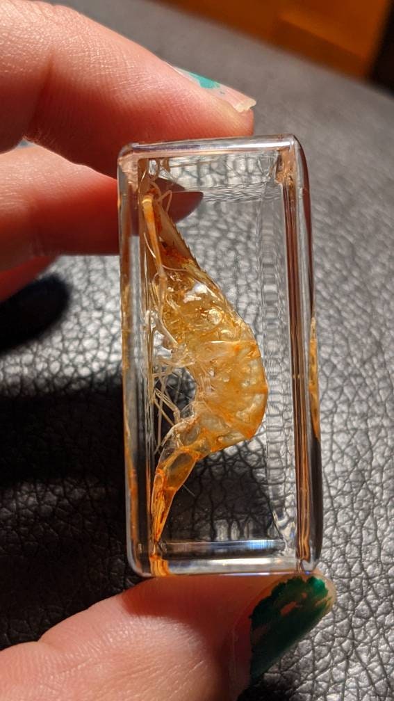 Real Shrimp, Preserved in Resin, Collectible Modern Fossil