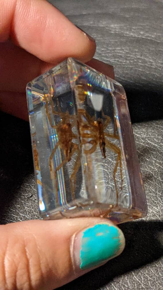 Water Spider, Preserved in Resin, Collectible Modern Fossil