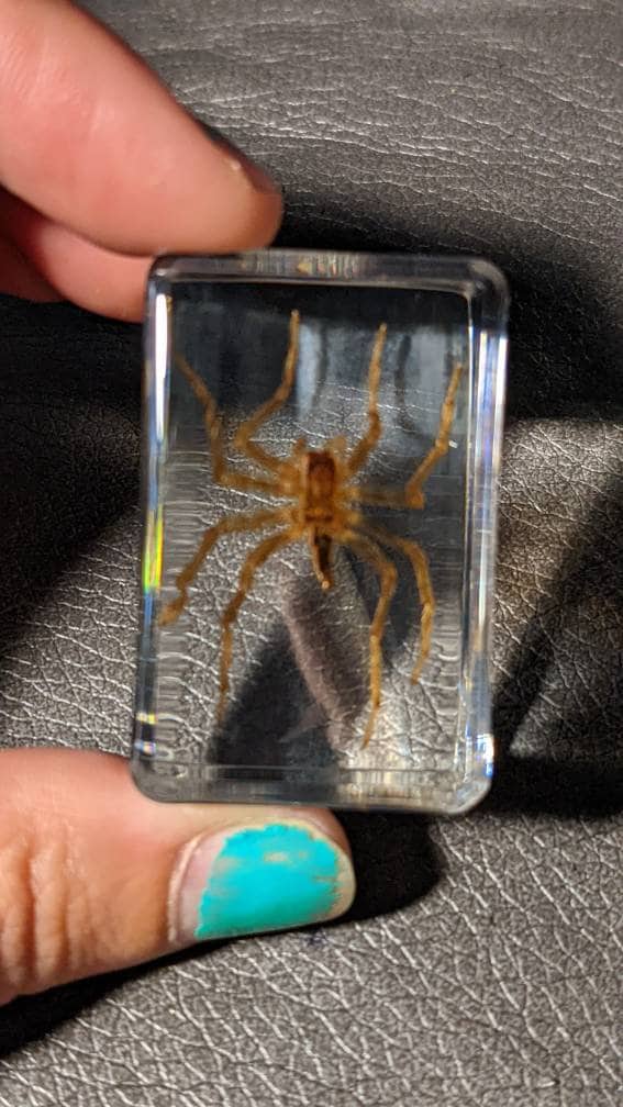Water Spider, Preserved in Resin, Collectible Modern Fossil
