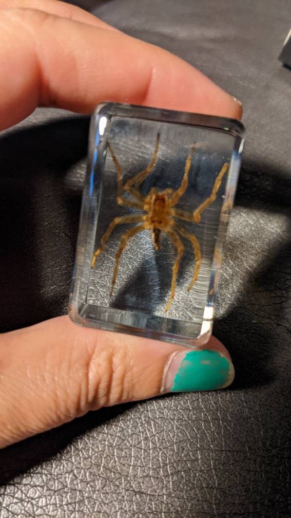 Water Spider, Preserved in Resin, Collectible Modern Fossil