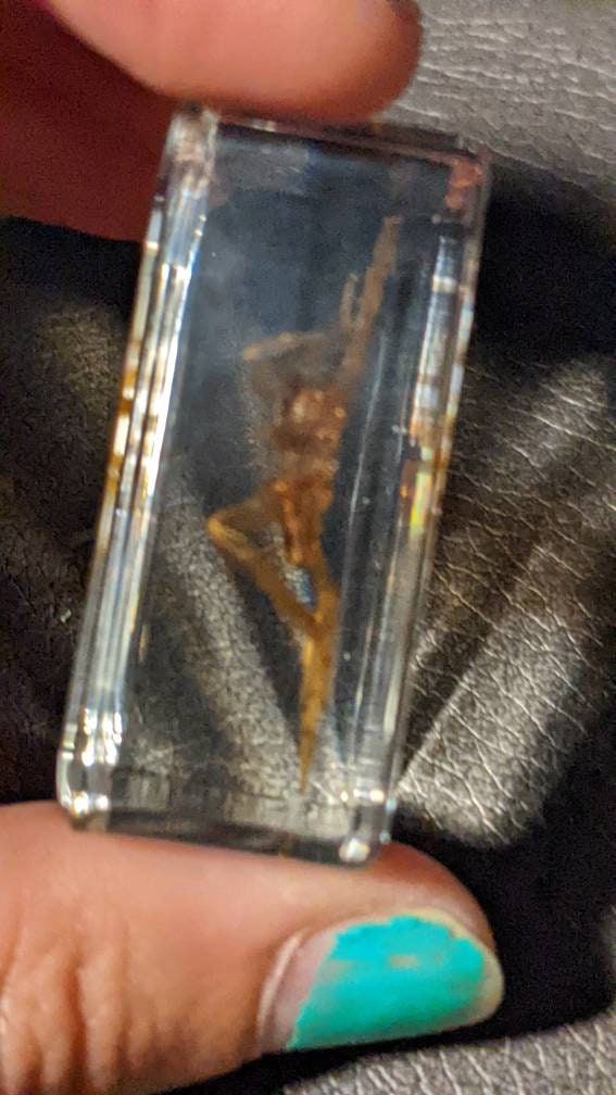 Water Spider, Preserved in Resin, Collectible Modern Fossil