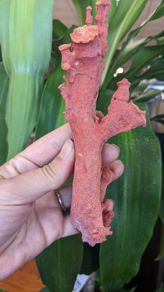 Huge Display Red Coral Specimen