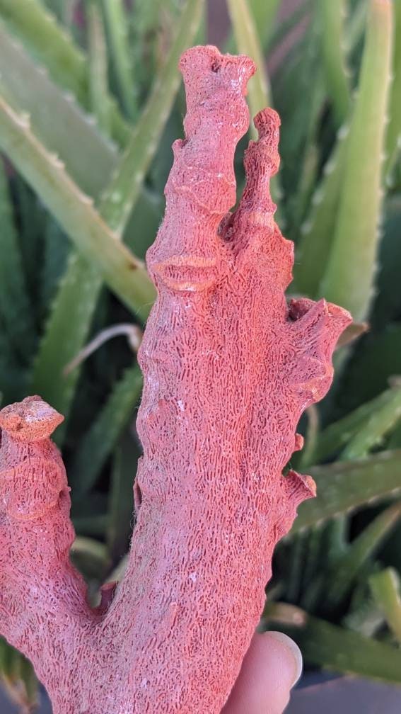 Huge Display Red Coral Specimen