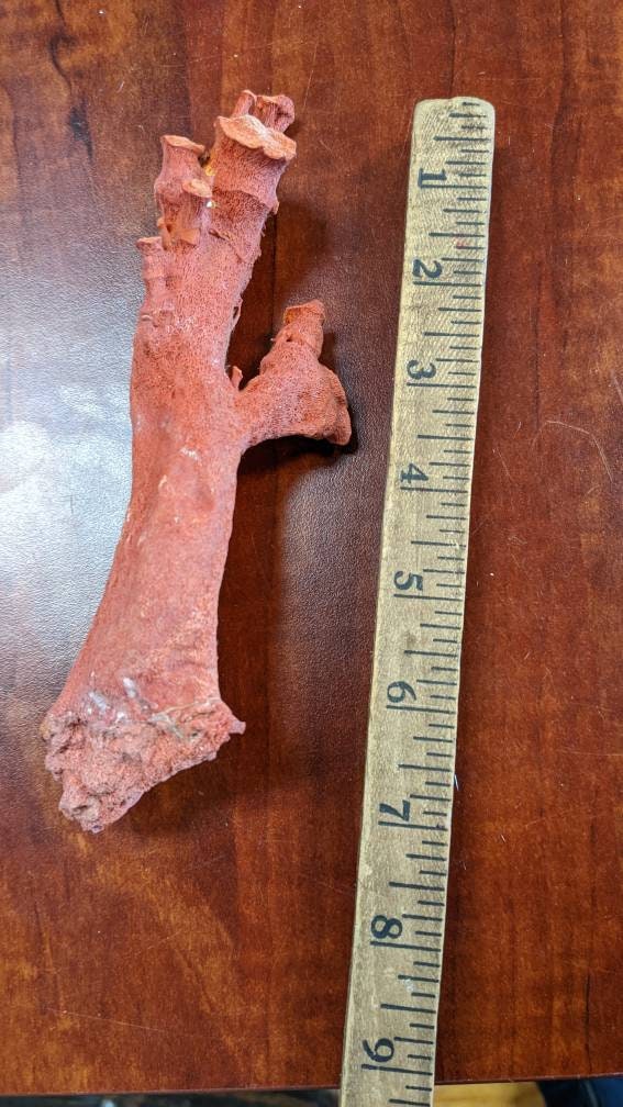 Huge Display Red Coral Specimen