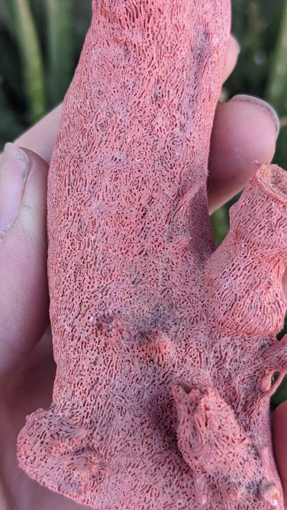 Huge Display Red Coral Specimen