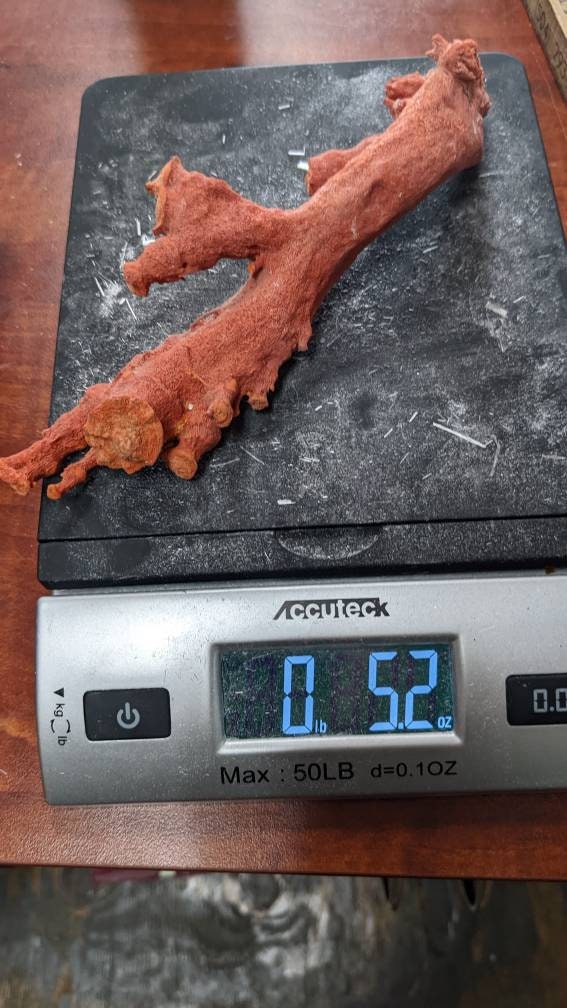 Huge Display Red Coral Specimen