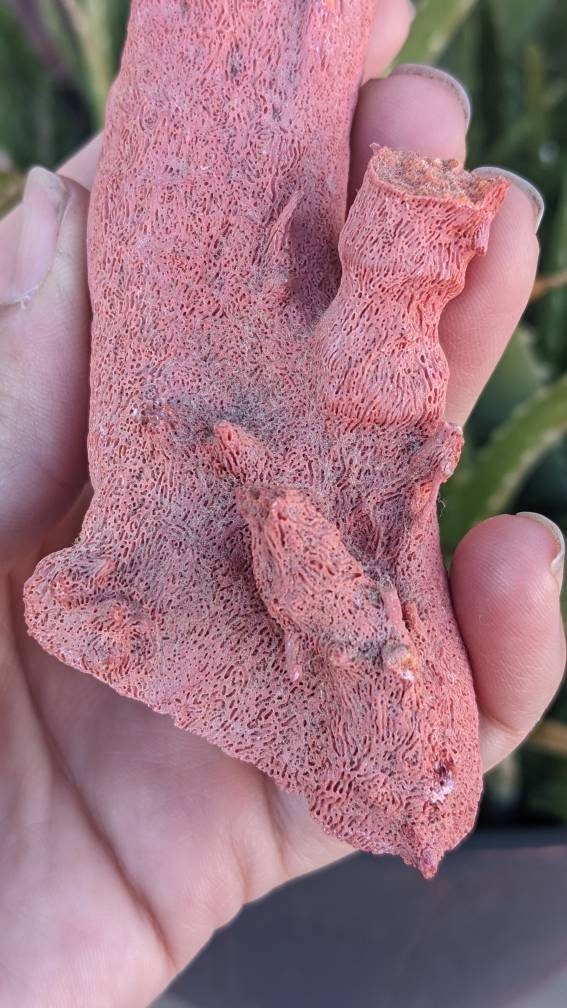 Huge Display Red Coral Specimen