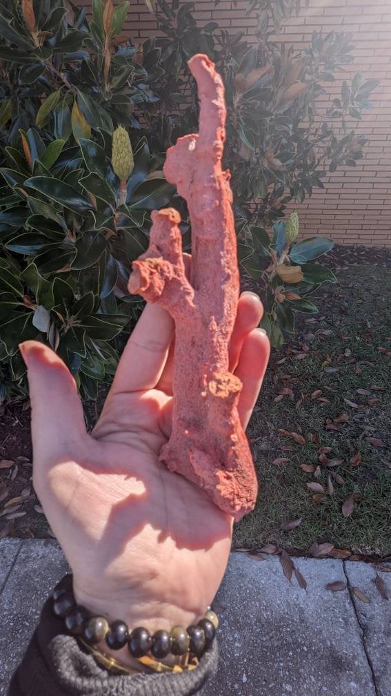Huge Display Red Coral Specimen