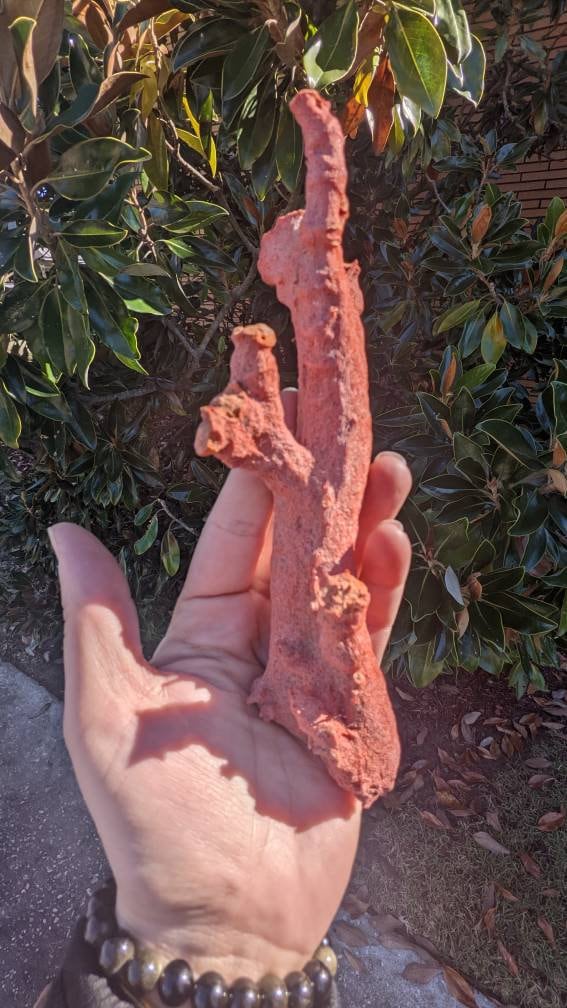 Huge Display Red Coral Specimen