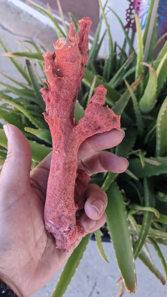 Huge Display Red Coral Specimen