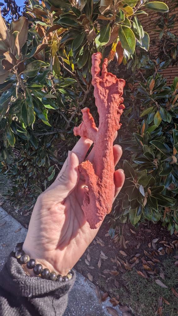 Huge Display Red Coral Specimen