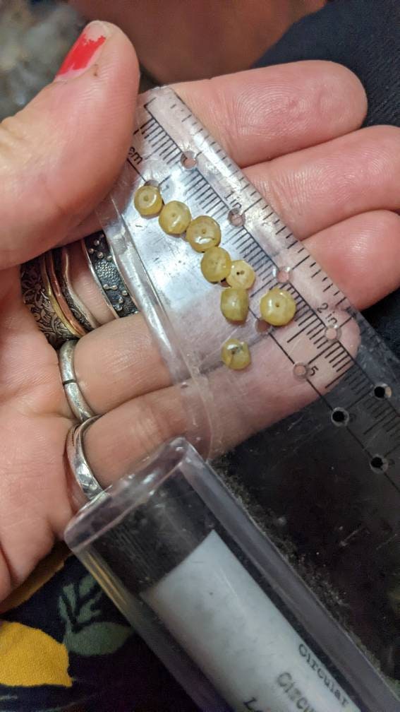 Polished Yellow Sapphire Gemstone Beads