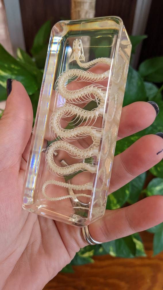 Real Snake Skeleton, Preserved in Resin, Collectible Modern Fossil