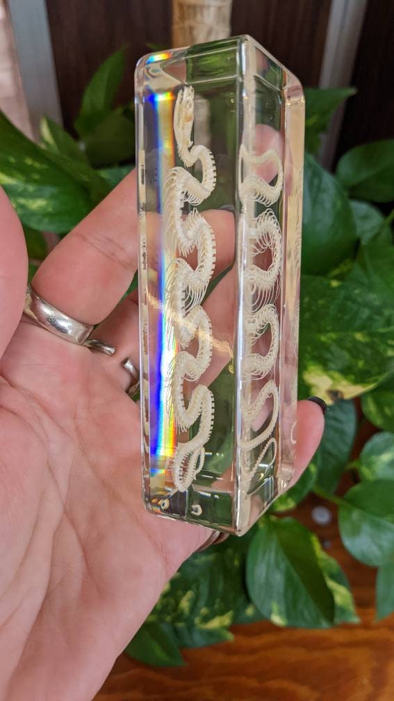 Real Snake Skeleton, Preserved in Resin, Collectible Modern Fossil