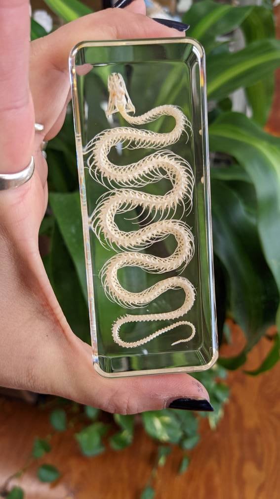 Real Snake Skeleton, Preserved in Resin, Collectible Modern Fossil