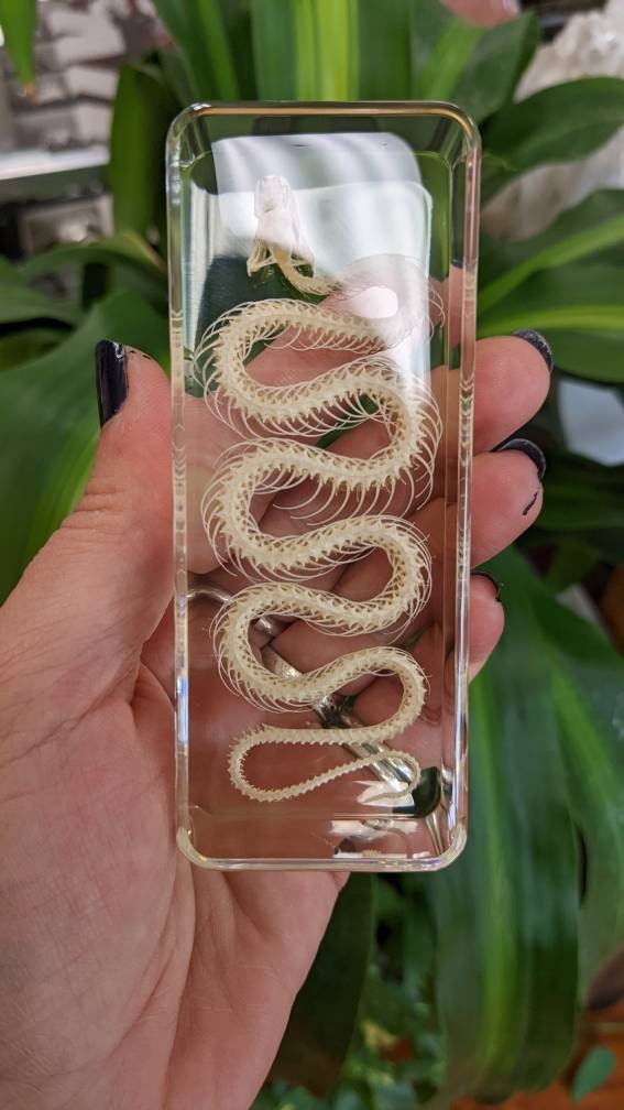 Real Snake Skeleton, Preserved in Resin, Collectible Modern Fossil