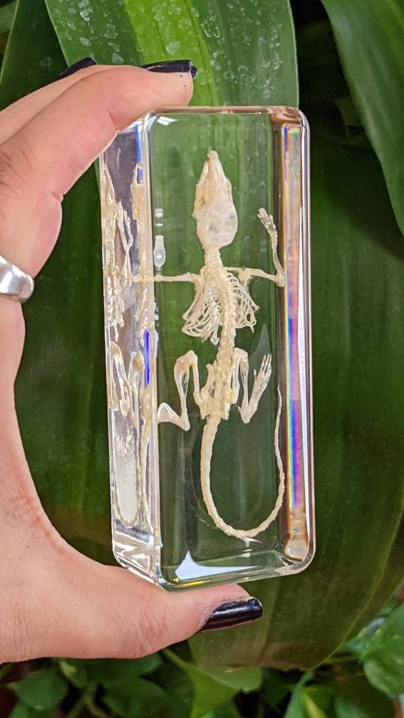 Real Mouse Skeleton, Preserved in Resin, Collectible Modern Fossil