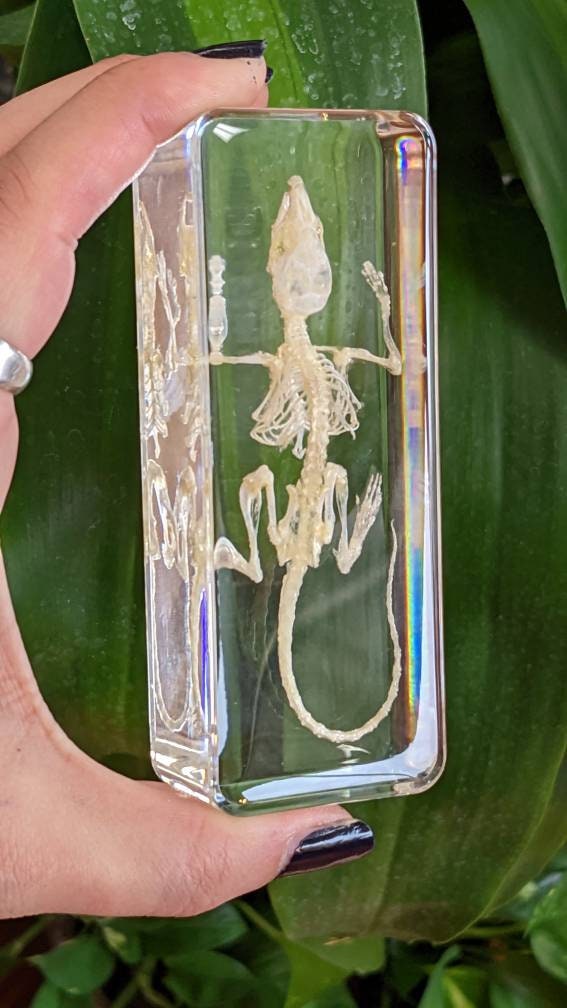 Real Mouse Skeleton, Preserved in Resin, Collectible Modern Fossil