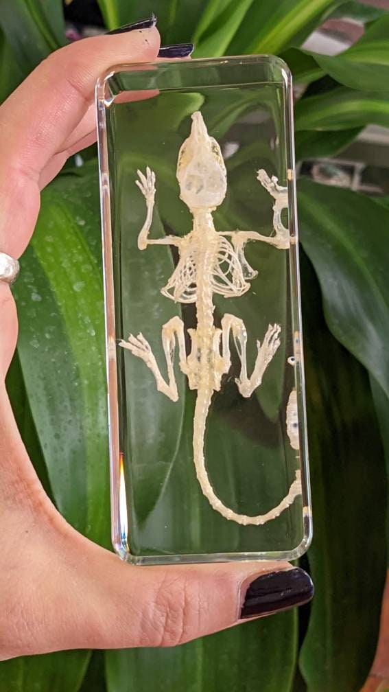 Real Mouse Skeleton, Preserved in Resin, Collectible Modern Fossil