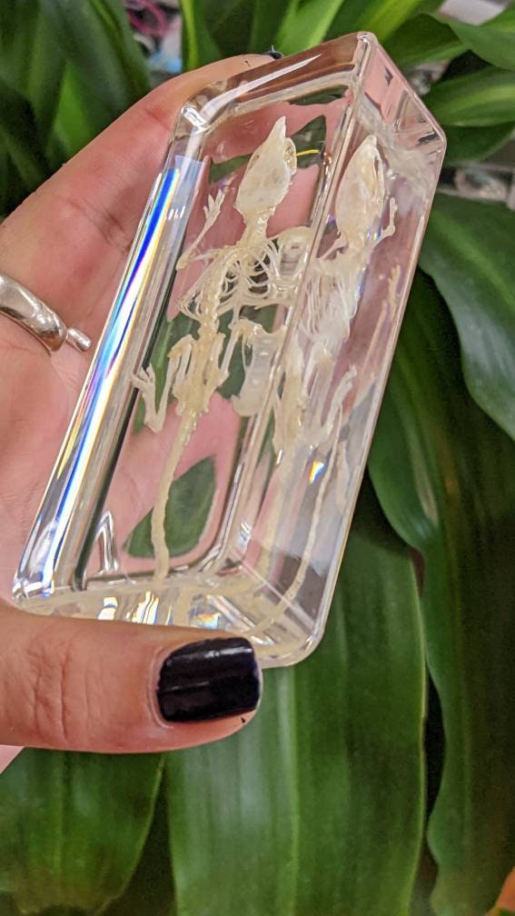 Real Mouse Skeleton, Preserved in Resin, Collectible Modern Fossil