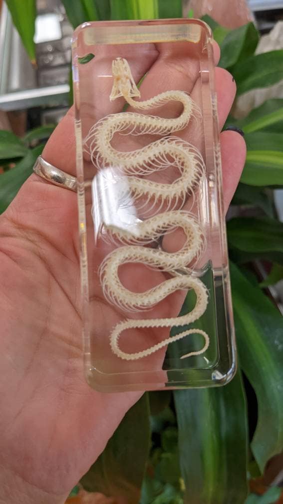 Real Snake Skeleton, Preserved in Resin, Collectible Modern Fossil