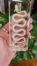 Real Snake Skeleton, Preserved in Resin, Collectible Modern Fossil