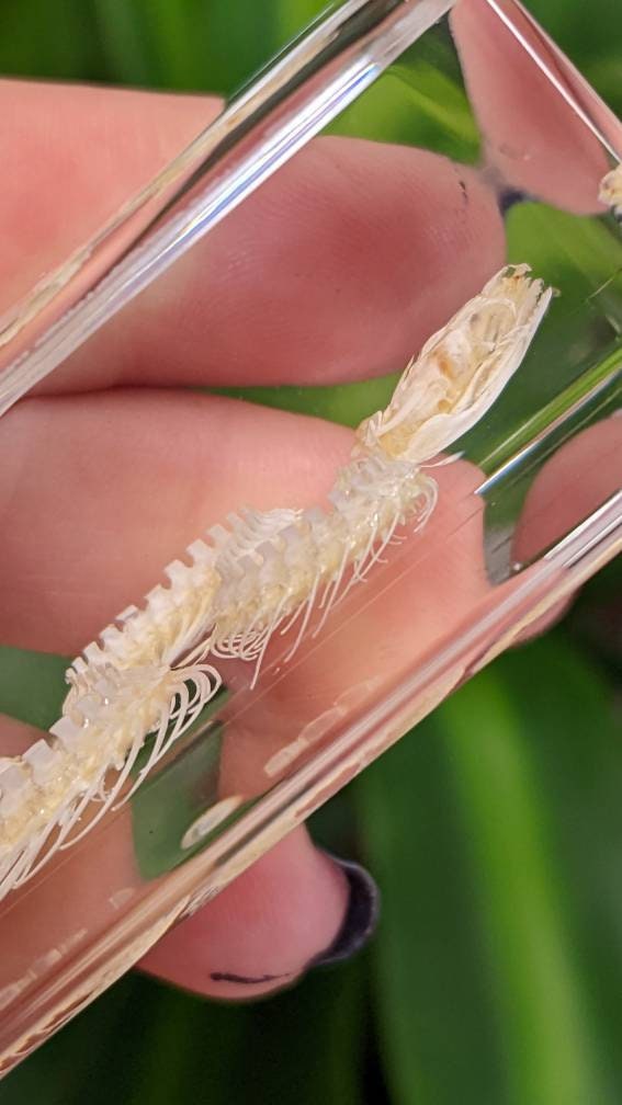 Real Snake Skeleton, Preserved in Resin, Collectible Modern Fossil