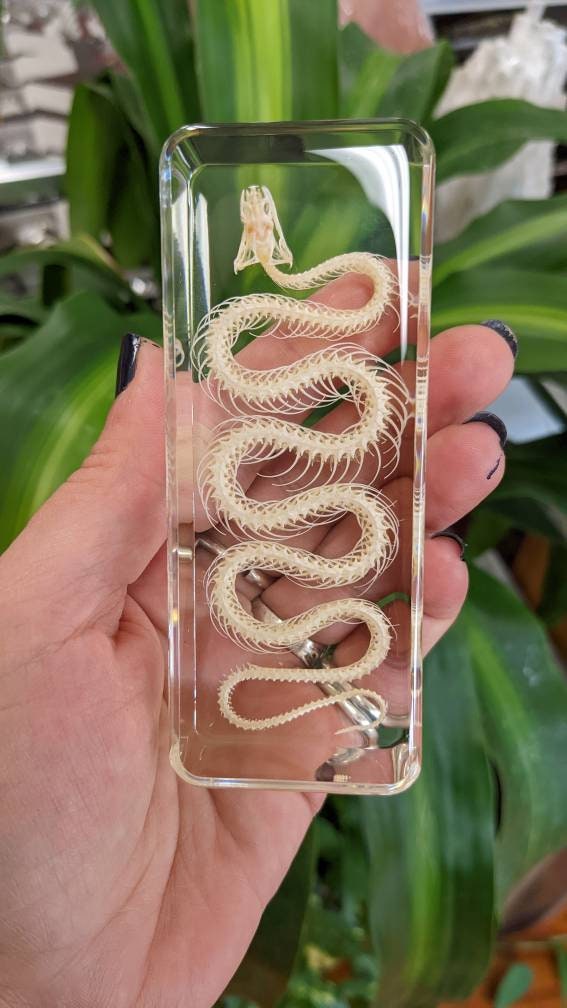 Real Snake Skeleton, Preserved in Resin, Collectible Modern Fossil