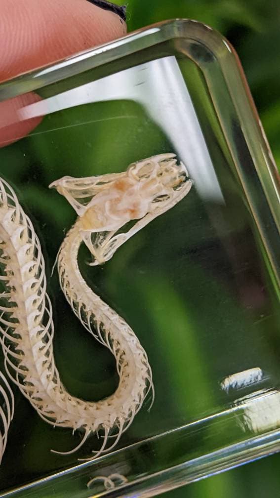 Real Snake Skeleton, Preserved in Resin, Collectible Modern Fossil