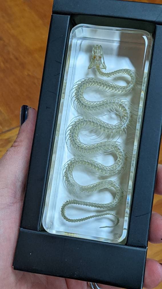 Real Snake Skeleton, Preserved in Resin, Collectible Modern Fossil