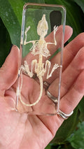 Real Mouse Skeleton, Preserved in Resin, Collectible Modern Fossil