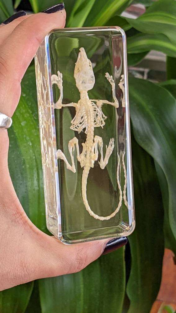 Real Mouse Skeleton, Preserved in Resin, Collectible Modern Fossil