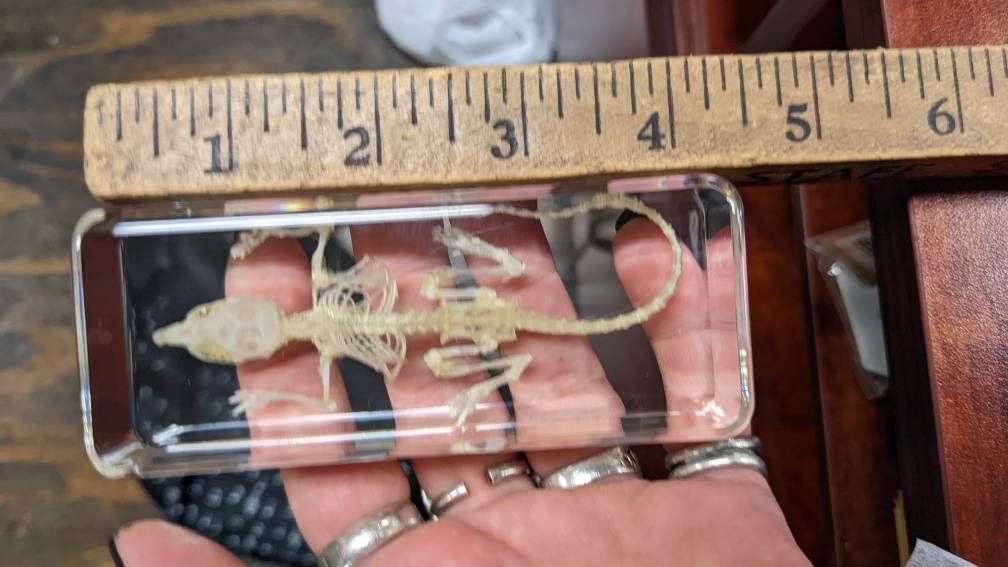 Real Mouse Skeleton, Preserved in Resin, Collectible Modern Fossil