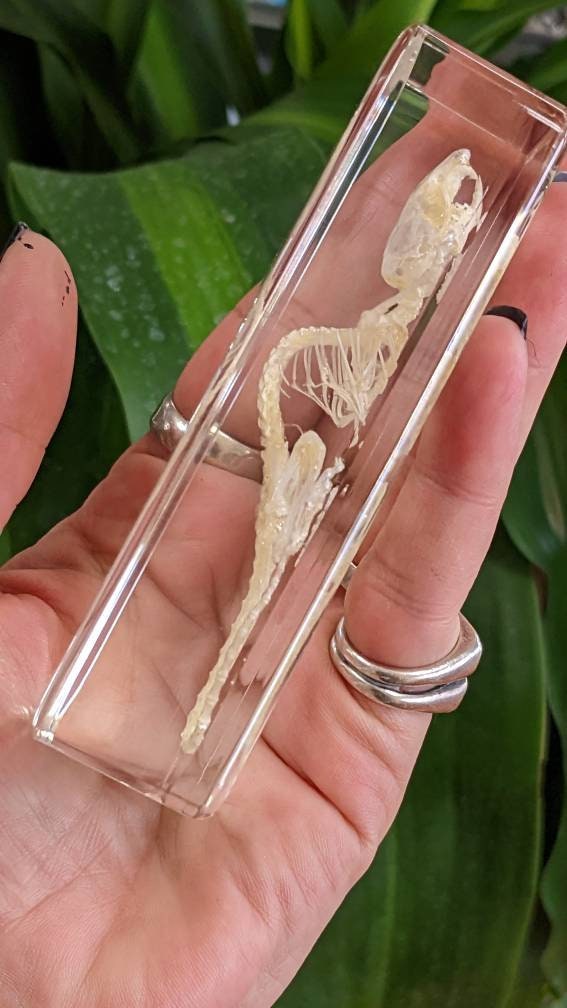 Real Mouse Skeleton, Preserved in Resin, Collectible Modern Fossil