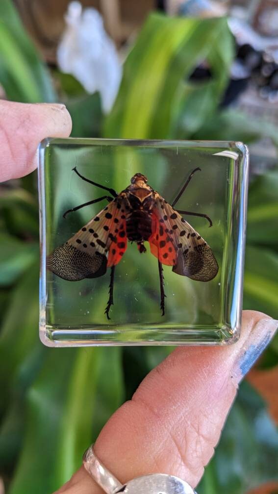 Spotted Laternfly Cicada, Preserved in Resin, Collectible Modern Fossil