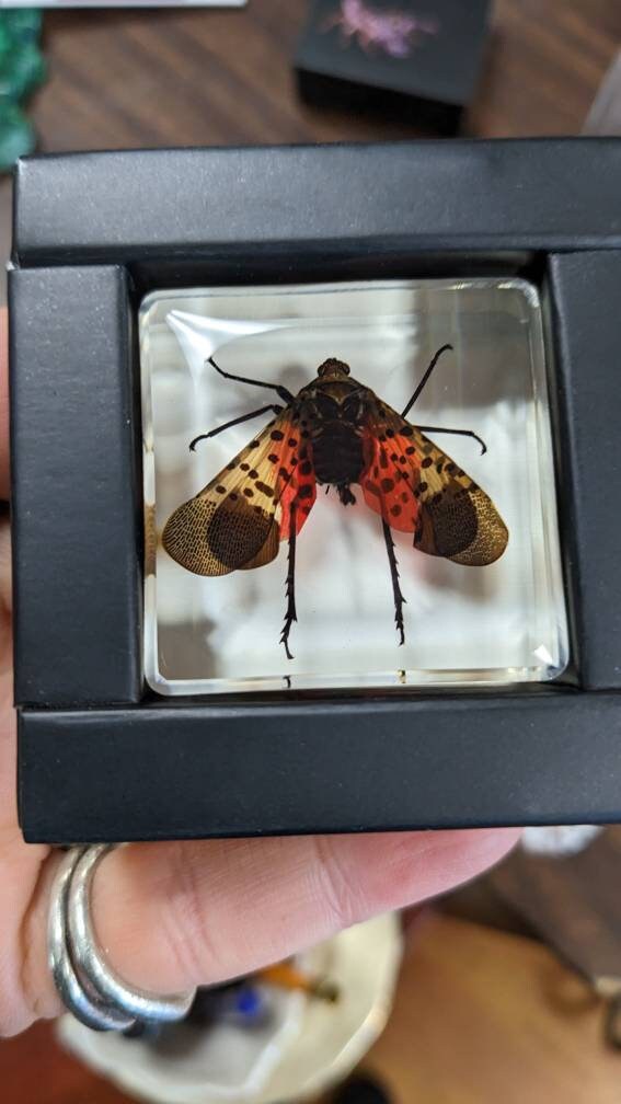 Spotted Laternfly Cicada, Preserved in Resin, Collectible Modern Fossil