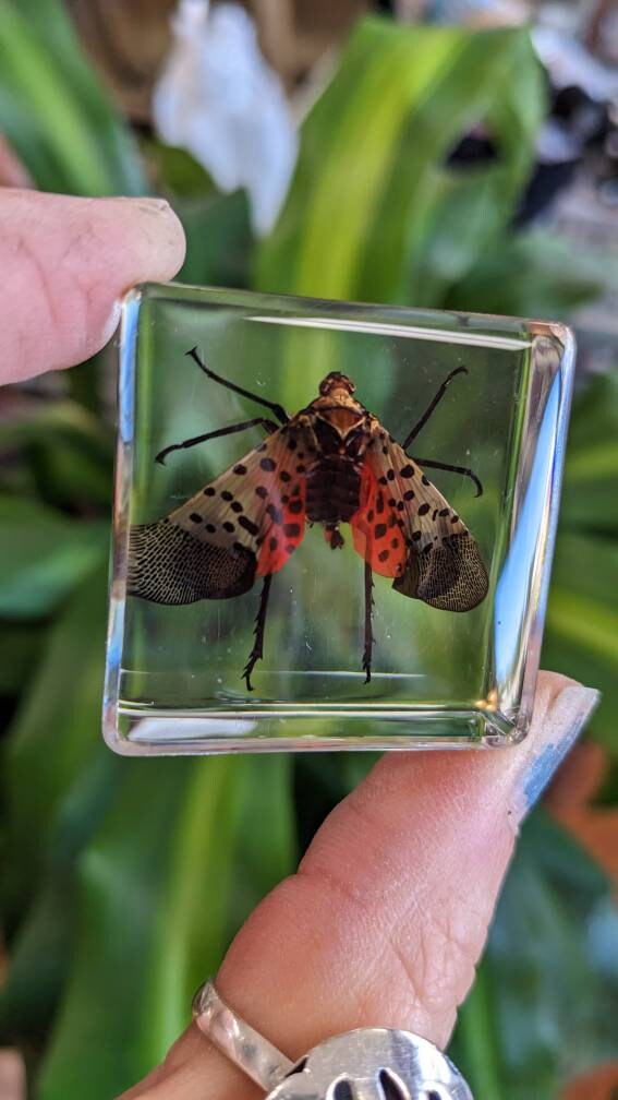 Spotted Laternfly Cicada, Preserved in Resin, Collectible Modern Fossil