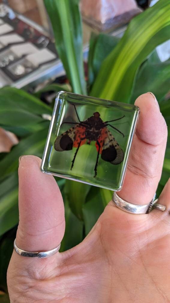 Spotted Laternfly Cicada, Preserved in Resin, Collectible Modern Fossil