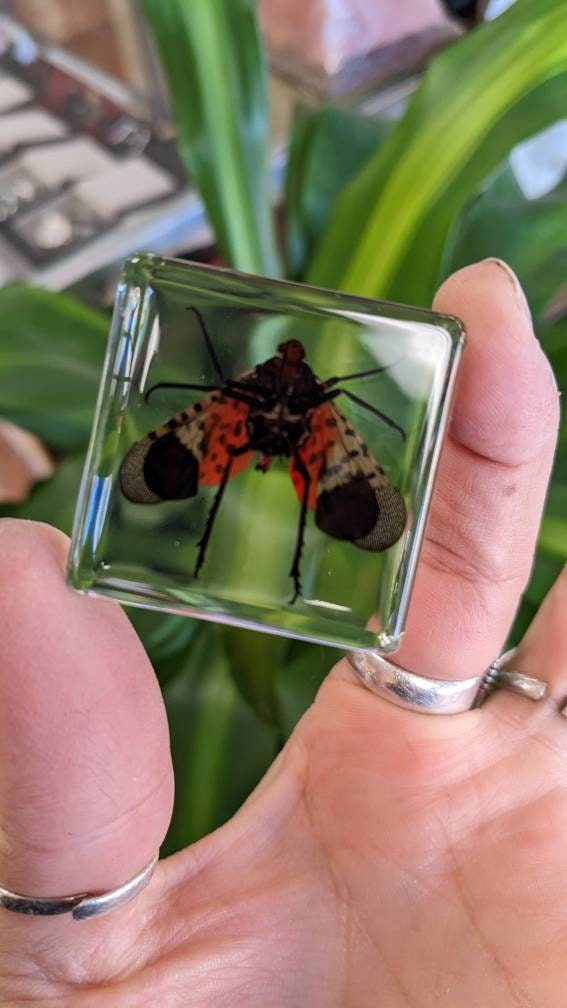 Spotted Laternfly Cicada, Preserved in Resin, Collectible Modern Fossil