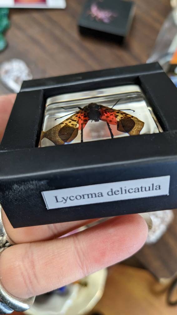 Spotted Laternfly Cicada, Preserved in Resin, Collectible Modern Fossil