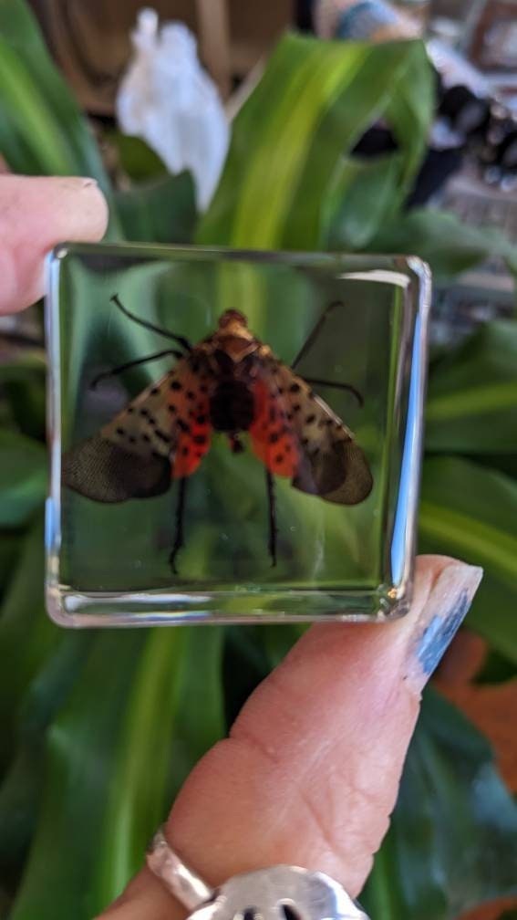 Spotted Laternfly Cicada, Preserved in Resin, Collectible Modern Fossil