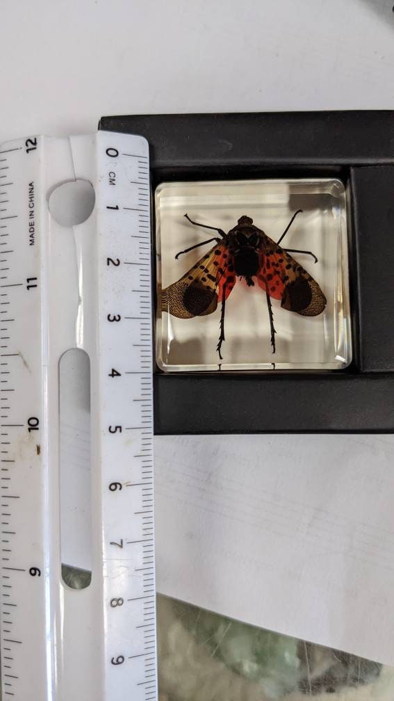 Spotted Laternfly Cicada, Preserved in Resin, Collectible Modern Fossil