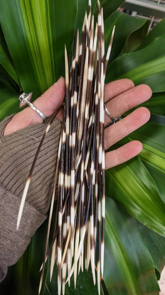 Long 7-10” Porcupine Quill