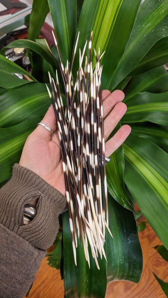 Long 7-10” Porcupine Quill