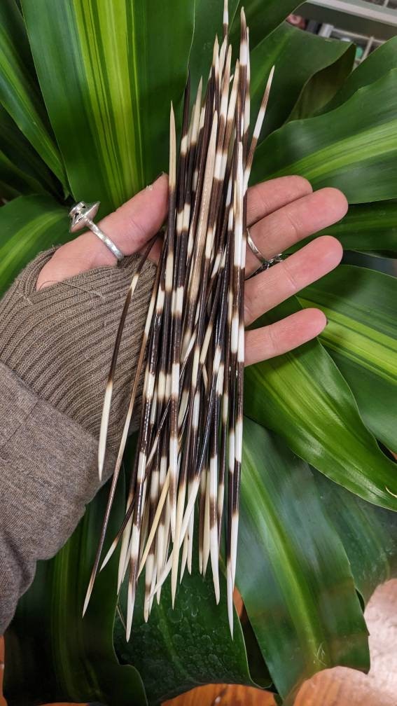 Long 7-10” Porcupine Quill